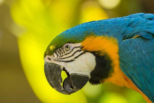 California, Santa Barbara Profile of macaw
